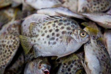 Đặc sản cá nâu miền Tây ngọt thịt khiến thực khách nhớ mãi