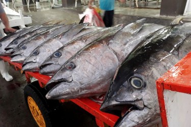 Xuất khẩu cá ngừ Việt Nam sang thị trường Halal: Cơ hội và thách thức