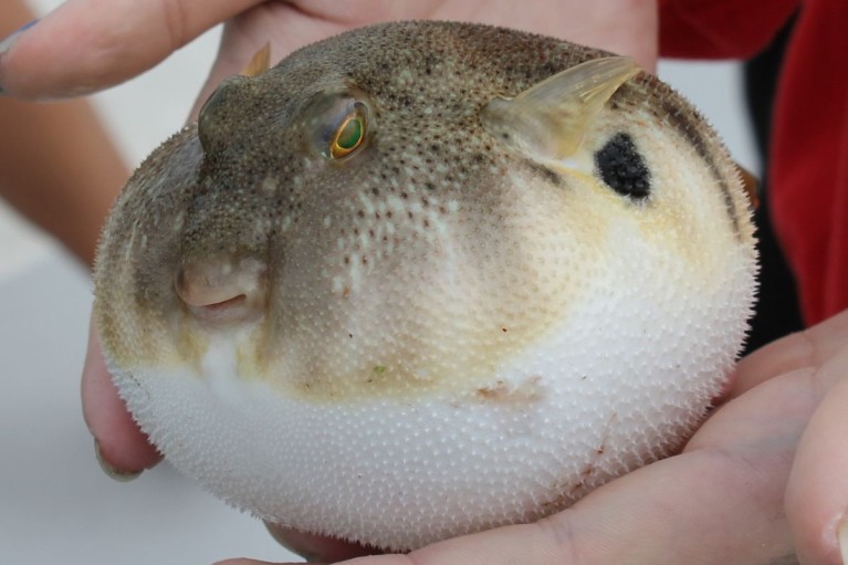 Món cá cận kề cái chết nhưng lại được thực khách ưa chuộng