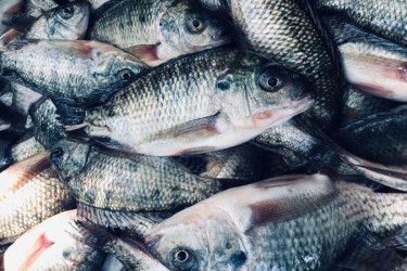 Biện pháp phòng và trị một số bệnh thường gặp trên cá rô phi