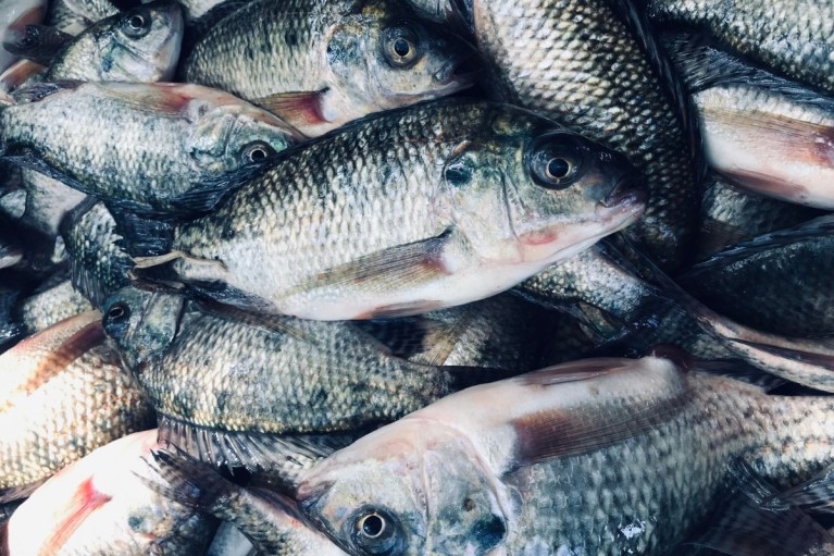 Biện pháp phòng và trị một số bệnh thường gặp trên cá rô phi