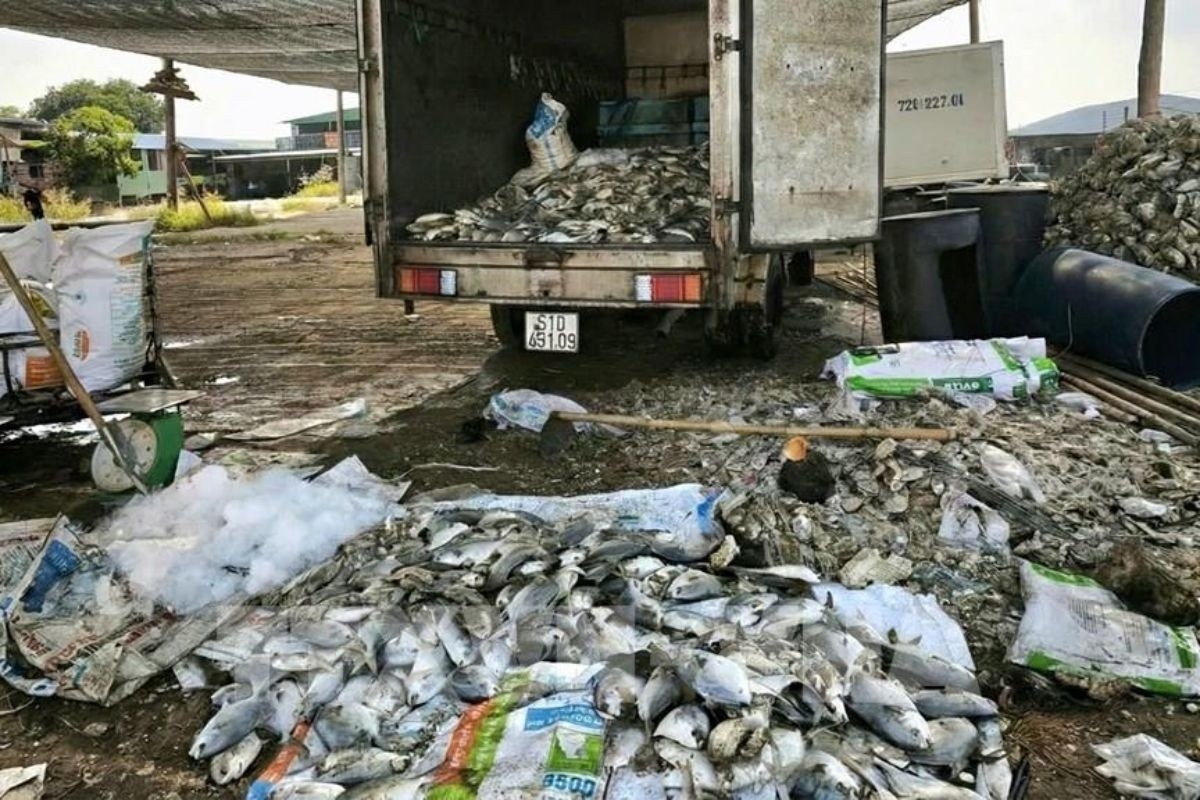 Nguyên nhân khiến 158 tấn cá lồng bè chết hàng loạt trên sông Chà Và