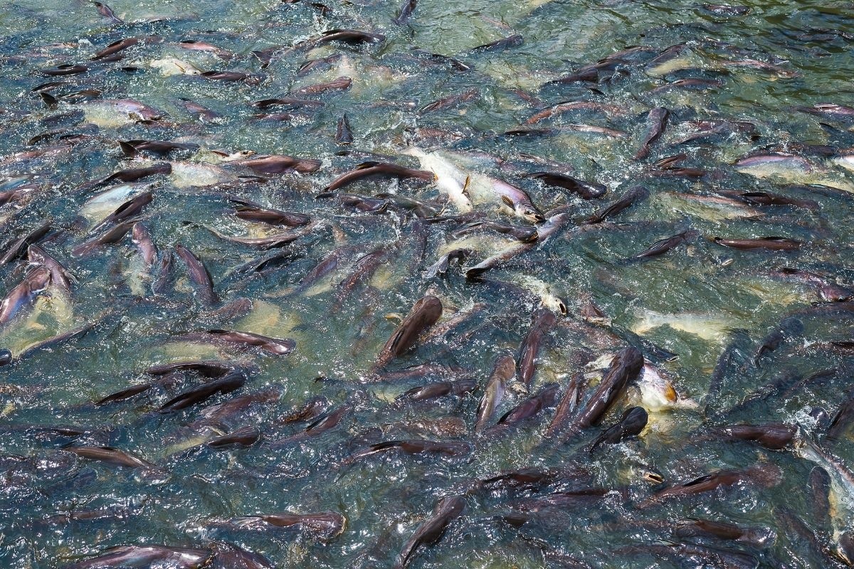 Bức tranh toàn cảnh Thủy sản 2025 và những chuyển dịch cốt lõi