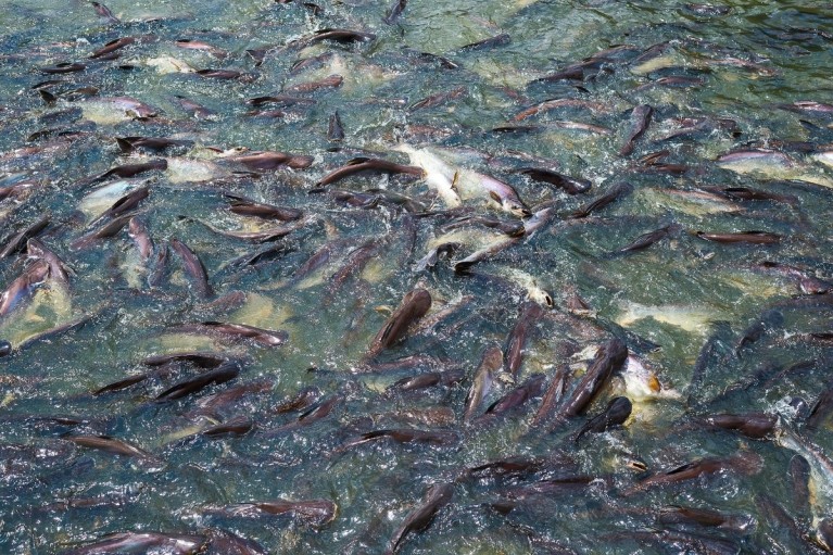 Bức tranh toàn cảnh Thủy sản 2025 và những chuyển dịch cốt lõi