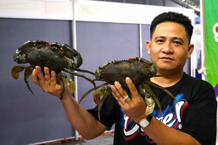 Cà Mau dự chi 9 tỷ đồng nghiên cứu bảo tồn và phát triển nguồn gene cua biển