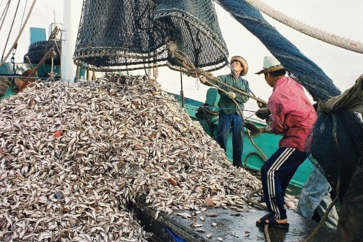 Nghịch lý tận diệt cá nhỏ để nuôi cá lớn