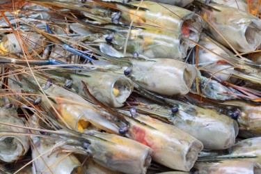 Tìm hiểu cơ chế hoạt động trong đầu tôm