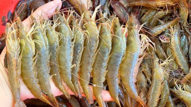 Giá tôm giảm mạnh, người nuôi thấp thỏm nguy cơ thua lỗ