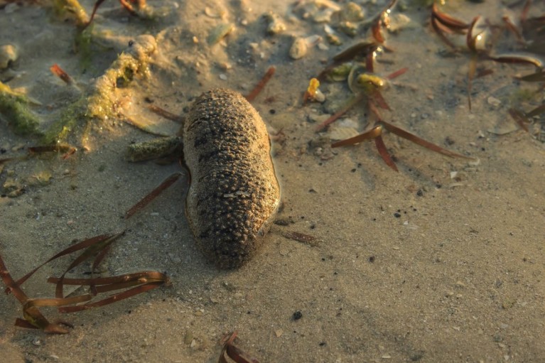 Kỹ thuật nuôi thương phẩm hải sâm cát trong ao