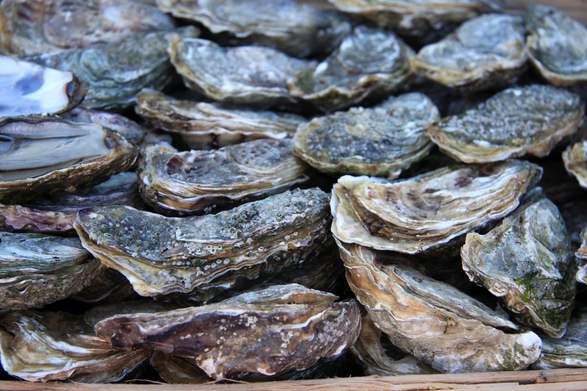 Sự thật về hàu: ‘Cỗ máy lọc nước’ siêu việt nhưng cũng là ‘nam châm’ hút chất độc