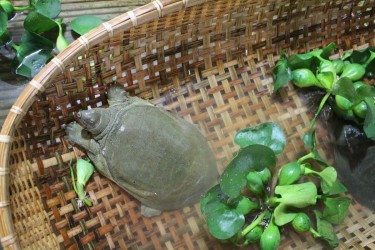 Cách nhận biết ba ba giống khỏe mạnh, tăng trưởng tốt
