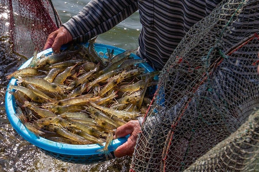 Thời tiết khắc nghiệt, tôm nuôi đối mặt nguy cơ thiệt hại