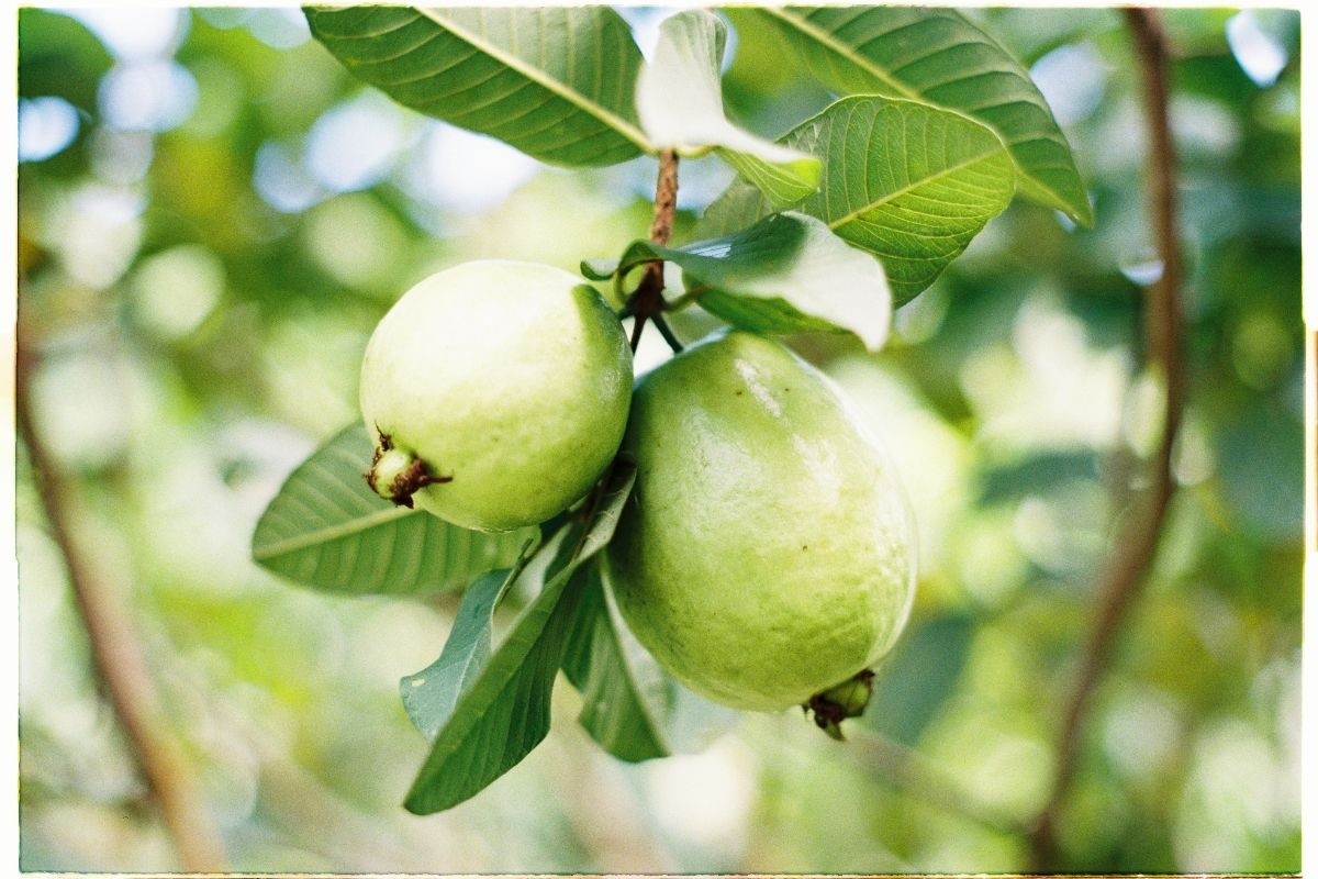 Nuôi tôm khỏe mạnh chỉ từ loại lá quen thuộc trong vườn nhà