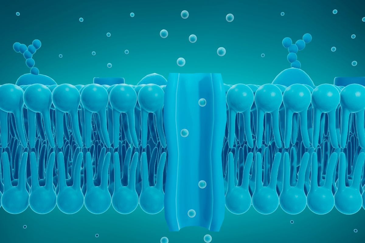 Lipid sinh học của tôm: Một kho báu dinh dưỡng