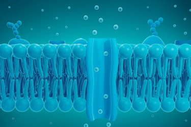 Lipid sinh học của tôm: Một kho báu dinh dưỡng