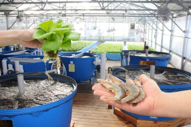 Hướng đi mới trong nuôi trồng thủy sản: Mô hình Aquaponics