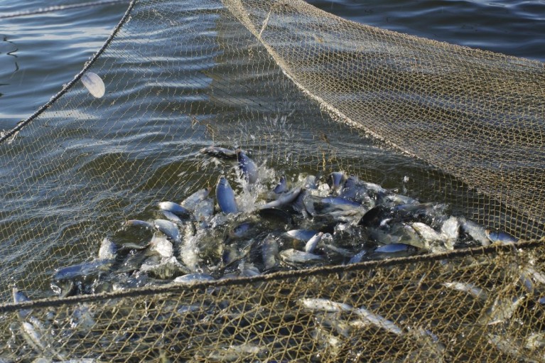 Kinh tế tuần hoàn trong nghề cá