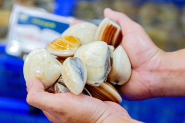 Nghêu Việt Nam: Tăng trưởng liên tục
