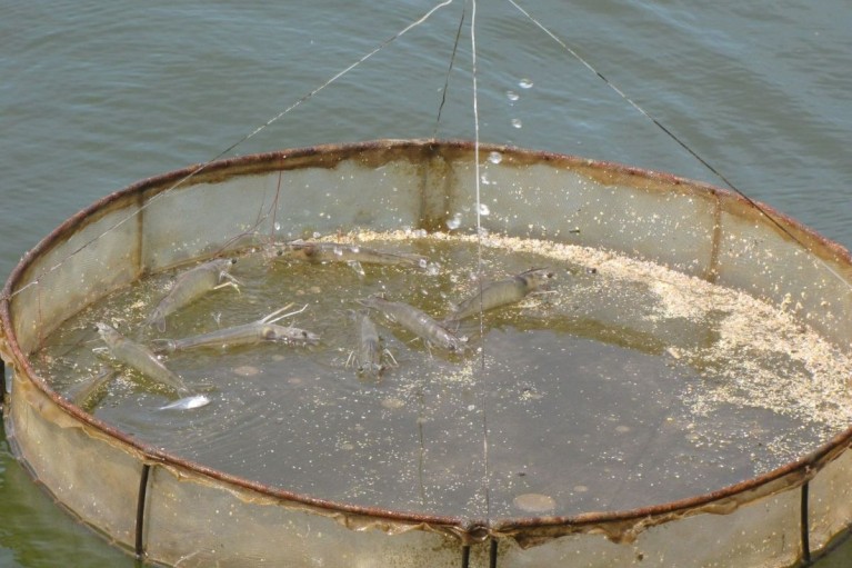 Công thức cải thiện FCR nuôi tôm: Bí quyết nằm ở kỹ thuật cho ăn