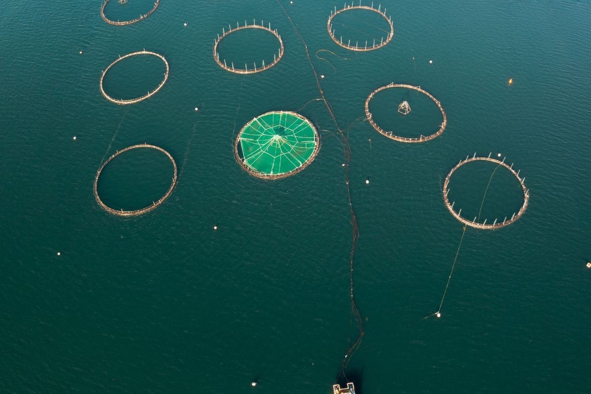 Quảng Ninh ứng dụng công nghệ 4.0, sản lượng tôm về đích sớm