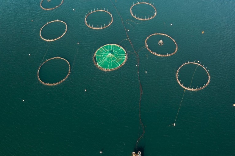 Quảng Ninh ứng dụng công nghệ 4.0, sản lượng tôm về đích sớm