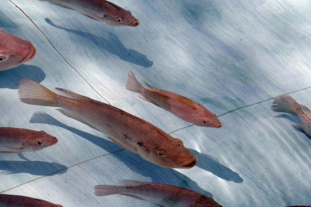 Làm Thế Nào Để Một Trang Trại Cá Có Thể Kiếm Được Lợi Nhuận?