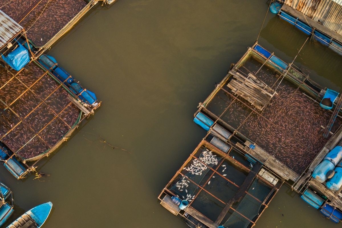 Gia Lai: Nhân rộng mô hình nuôi cá điêu hồng trong lồng, bè