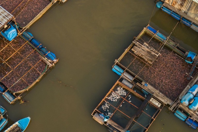 Gia Lai: Nhân rộng mô hình nuôi cá điêu hồng trong lồng, bè