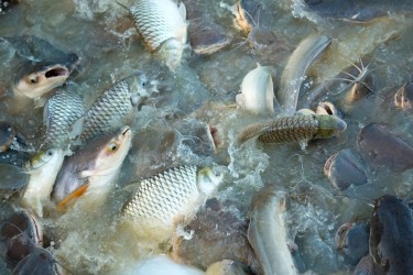 Ba tỉnh có sản lượng sản xuất cá cao nhất nước