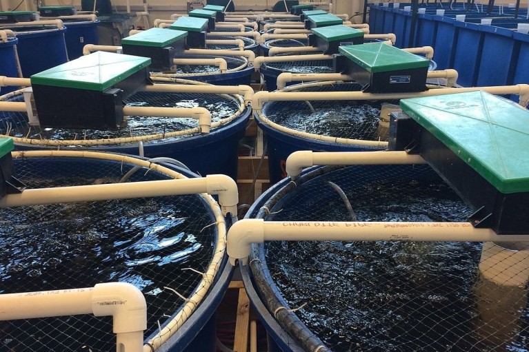 Công nghệ nuôi cá trên cạn