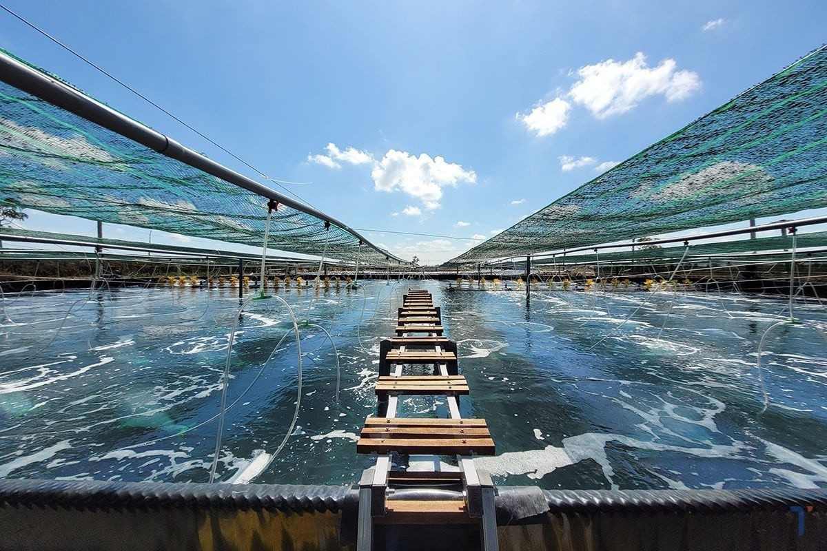 Áp dụng tiến bộ kỹ thuật để nuôi tôm nước lợ đạt hiệu quả cao, bền vững