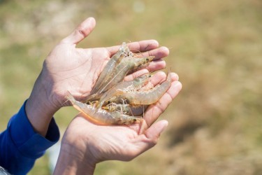Thủy sản Việt Nam chuyển động cùng thế giới đổi thay