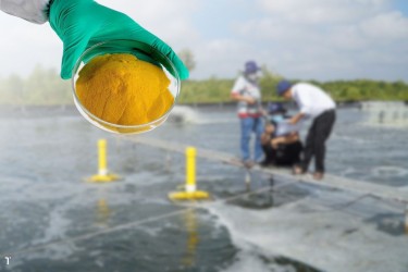 Sử dụng PAC để làm trong nước ao nuôi: Giải pháp nhanh và an toàn cho người nuôi thủy sản