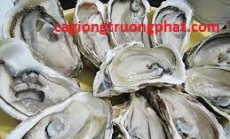 HÀU SỮA TƯƠI SỐNG THƯƠNG PHẨM