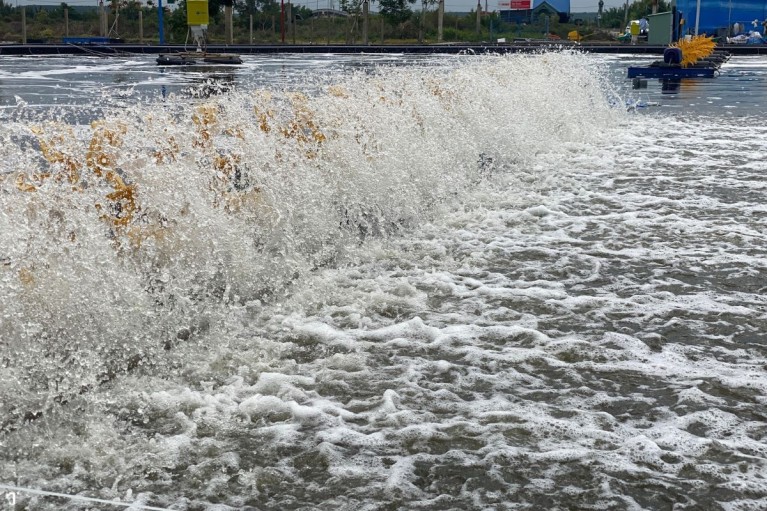 Quạt vẫn chạy nhưng tôm vẫn rớt đáy: Vấn đề nằm ở đâu?