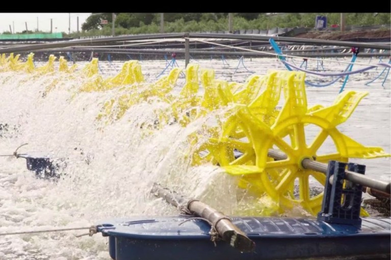 Tái sử dụng nước trong nuôi tôm có khả thi không