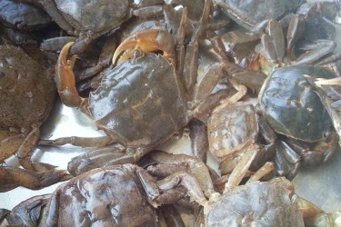 Nuôi rạm thương phẩm – Hướng đi mới đầy tiềm năng