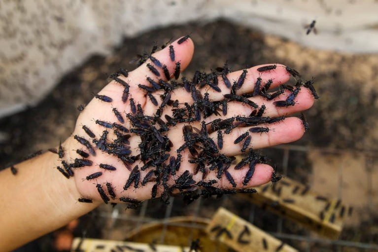 Nguồn protein mới: Lối thoát cho “bão giá” thức ăn nuôi tôm