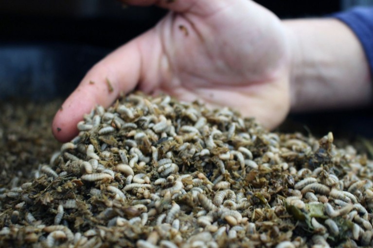 Xu hướng nuôi ruồi lính đen làm thức ăn thủy sản