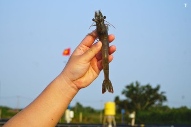 Đường ra biển lớn của con tôm Việt: Khắc nghiệt cuộc đua Xanh