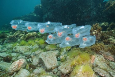 Salp – Sinh vật thạch trong suốt lặng lẽ cứu lấy đại dương