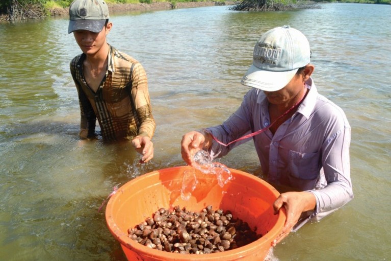 Ứng dụng sò huyết và hàu làm hệ thống xử lý môi trường tự nhiên trong nuôi trồng thủy sản