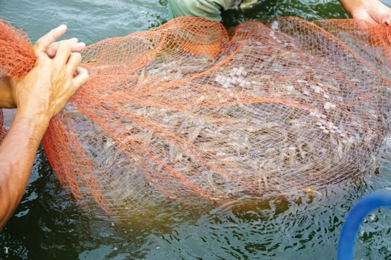 Tại sao phải 'bỏ đói' tôm trước khi thu hoạch?