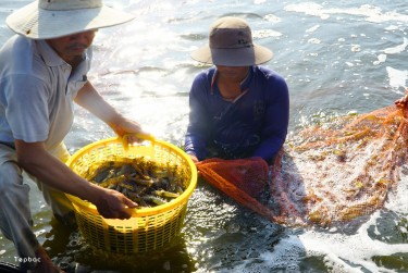 Tăng tỉ lệ nuôi tôm thành công hơn 60% - Những xét nghiệm thủy sản đơn giản mà hiệu quả