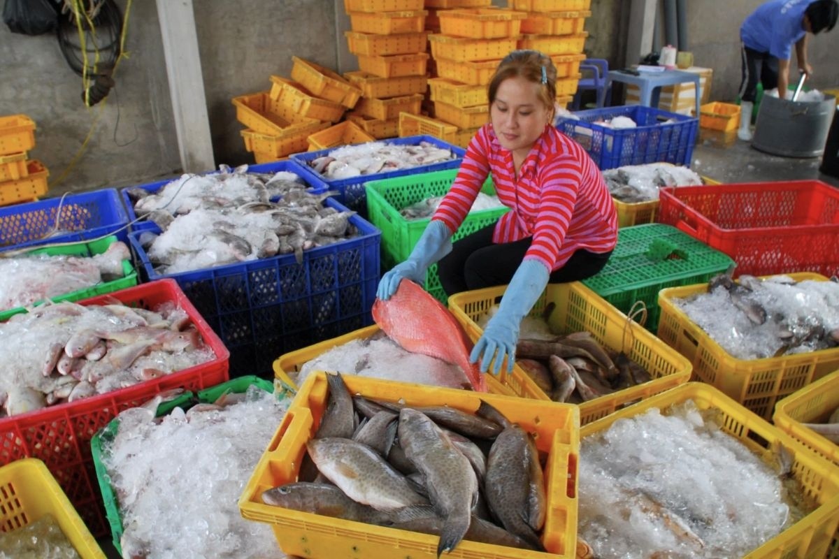 Sau kỷ lục lịch sử, thủy sản Việt Nam đối mặt năm 2026 đầy sóng gió