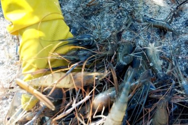 Mưa trái mùa xuất hiện, người nuôi gấp rút bảo vệ tôm càng xanh khỏi sốc nhiệt