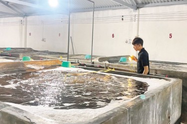 Nguy cơ xóa sổ thương hiệu tôm giống Lâm Đồng sau 30 năm gây dựng