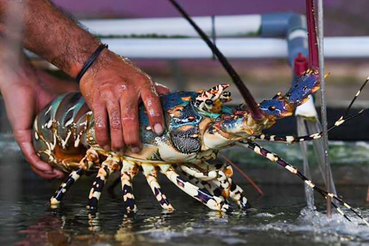 Vì sao Trung Quốc giảm mạnh nhập tôm hùm Canada và tăng gấp đôi mua từ Việt Nam?