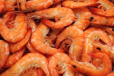 Làm tối môi trường nuôi có giúp tăng sắc tố tôm?