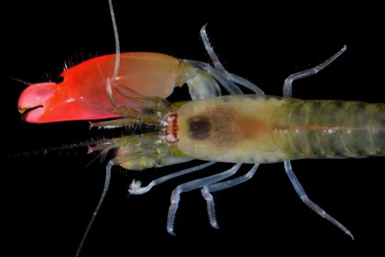 Tôm súng: Sát thủ tí hon tạo ra tiếng nổ dưới đại dương